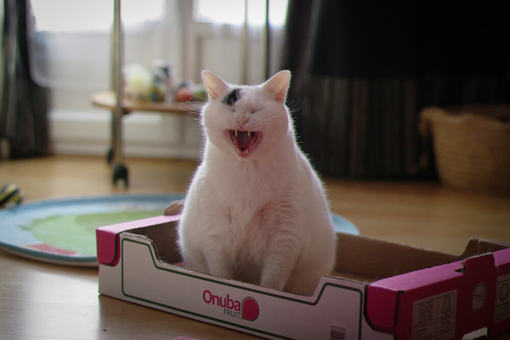 约基奇遥控纽约德比，一场没有约基奇的约基奇式胜利