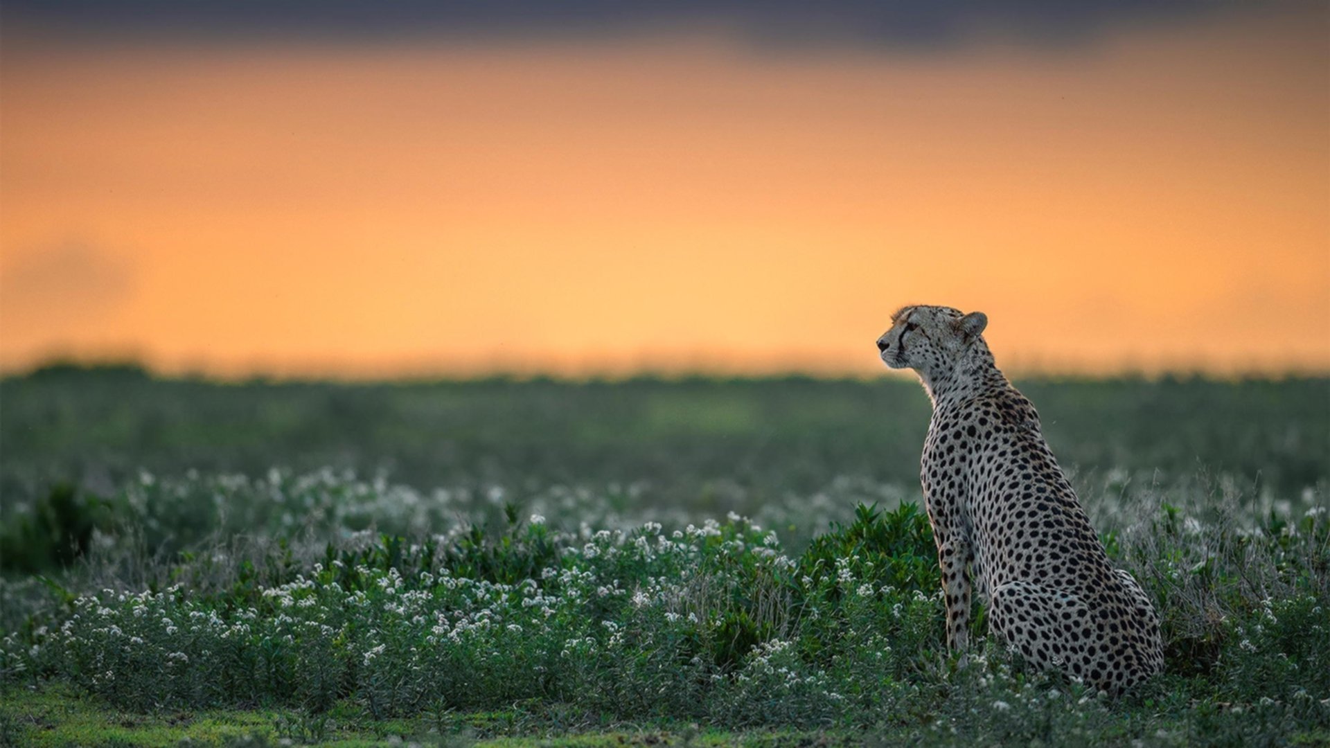 霍勒迪末节15分导演逆转，猛龙客场浇灭热火迎关键卡位战胜利