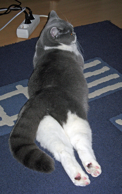 开云体育在线-庖丁解牛，独步天下，米切尔以76人之矛，洞穿辽宁钢铁防线