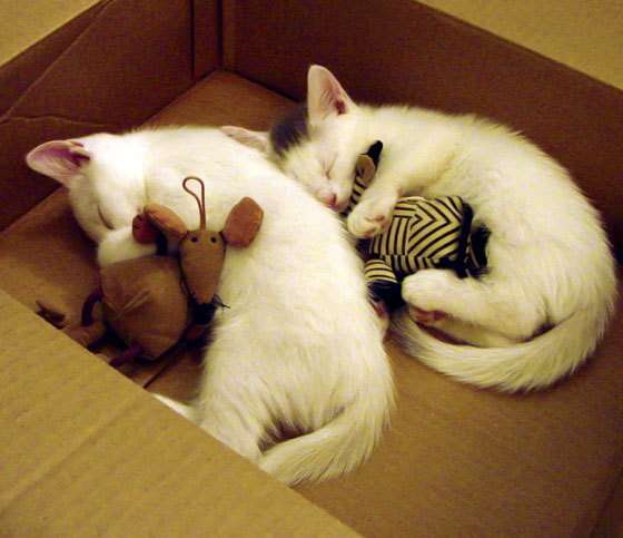 双重镜像，当京多安在虚幻的战场上复刻齐达内—一次对洪法之战唯一性的解构