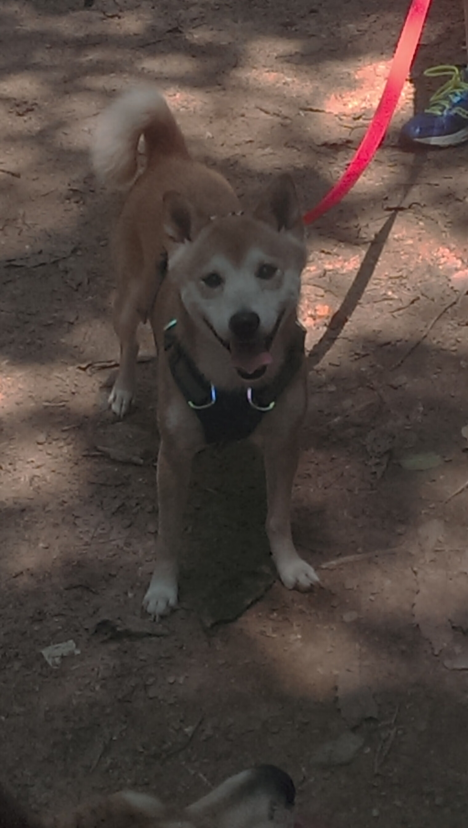 冰封战神！伦纳德在对决广厦的终极压力下完成沉默爆发