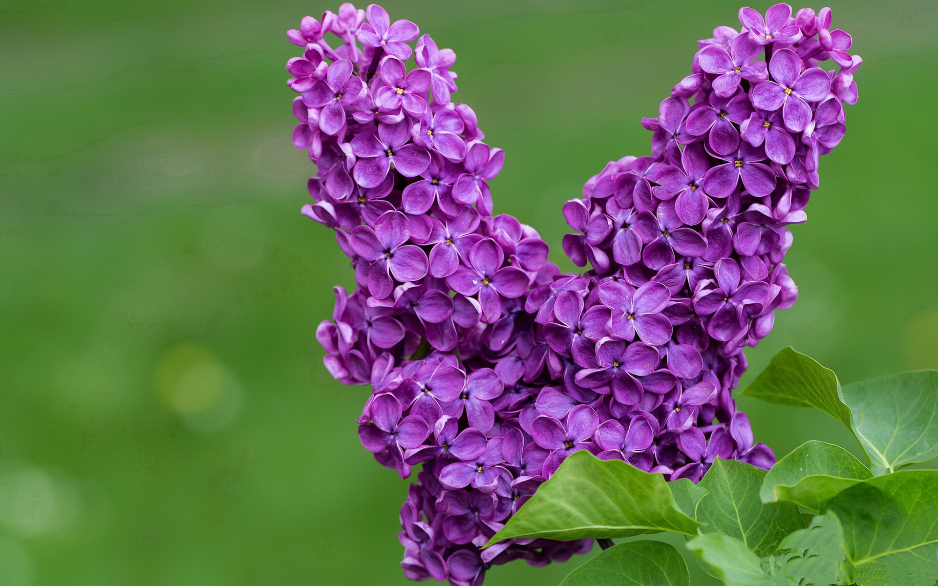末节之神萨内!比利时惊天逆转多特蒙德,加冕欧洲之巅