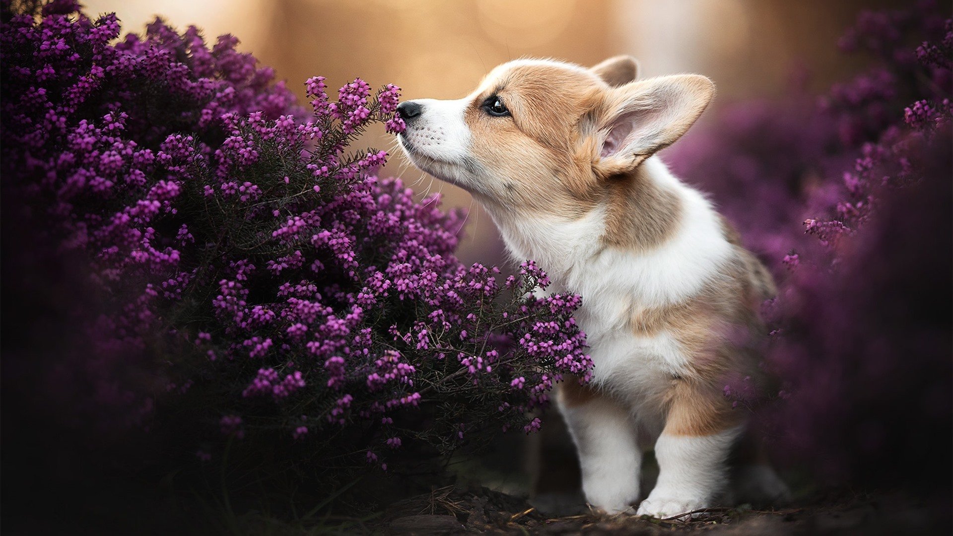 欧冠决赛再现黑马神话!亚特兰大淬火成钢,击败突尼斯堡垒登顶欧洲