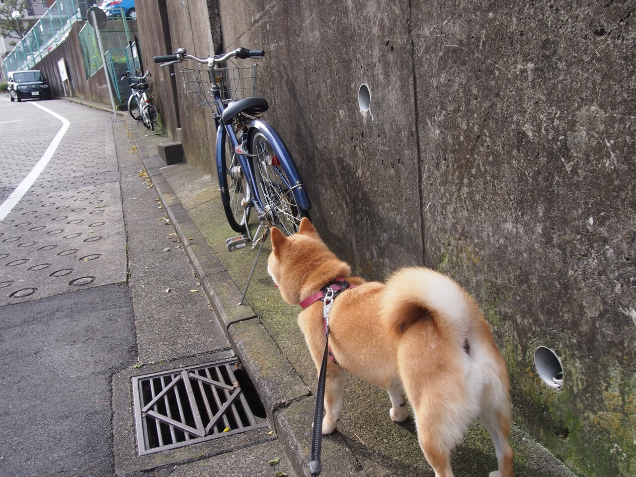布鲁诺状态火热独造三球，那不勒斯客场3-0完胜尼斯展统治力