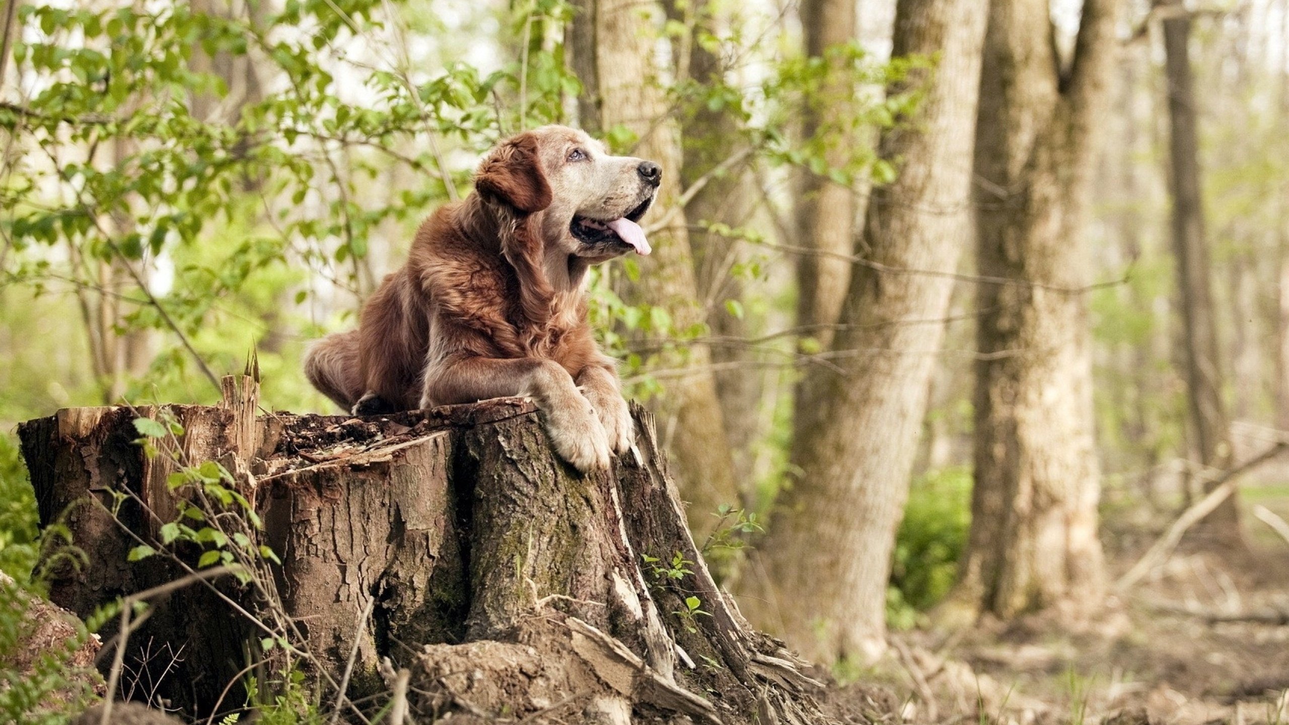 当季后赛遇上国际赛场，瑞典的防守转换如何稳稳拿下摩洛哥