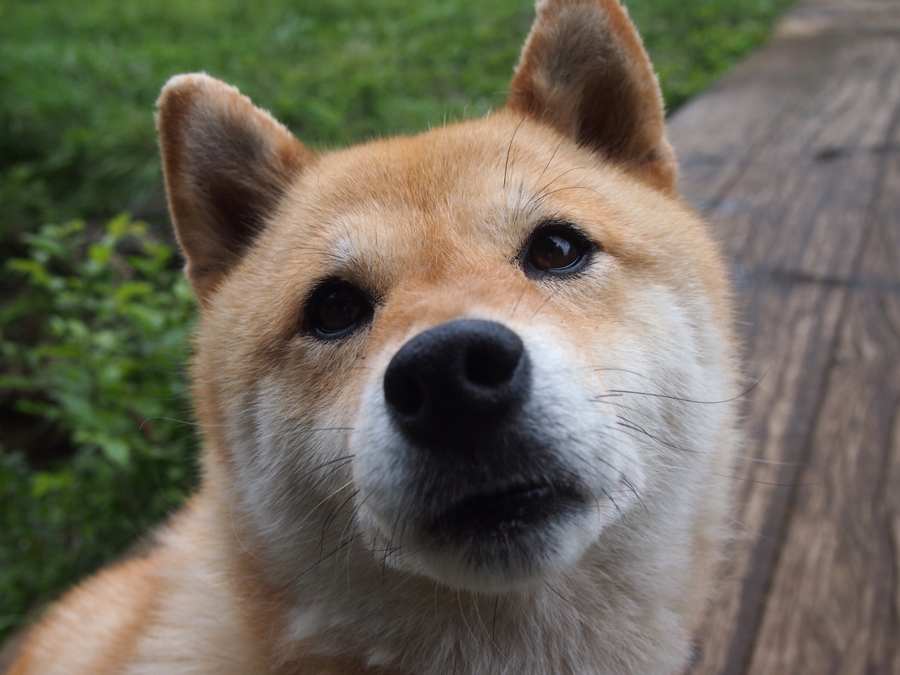 跨洋连线,东契奇的节奏法典,如何助力北京队制服马刺?